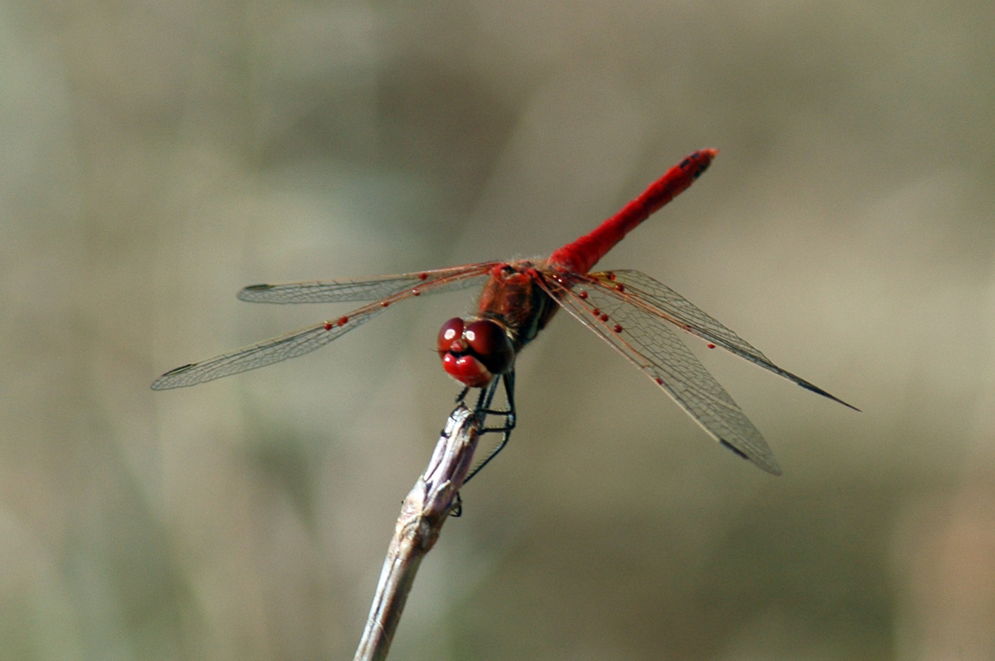 libellula da identificare