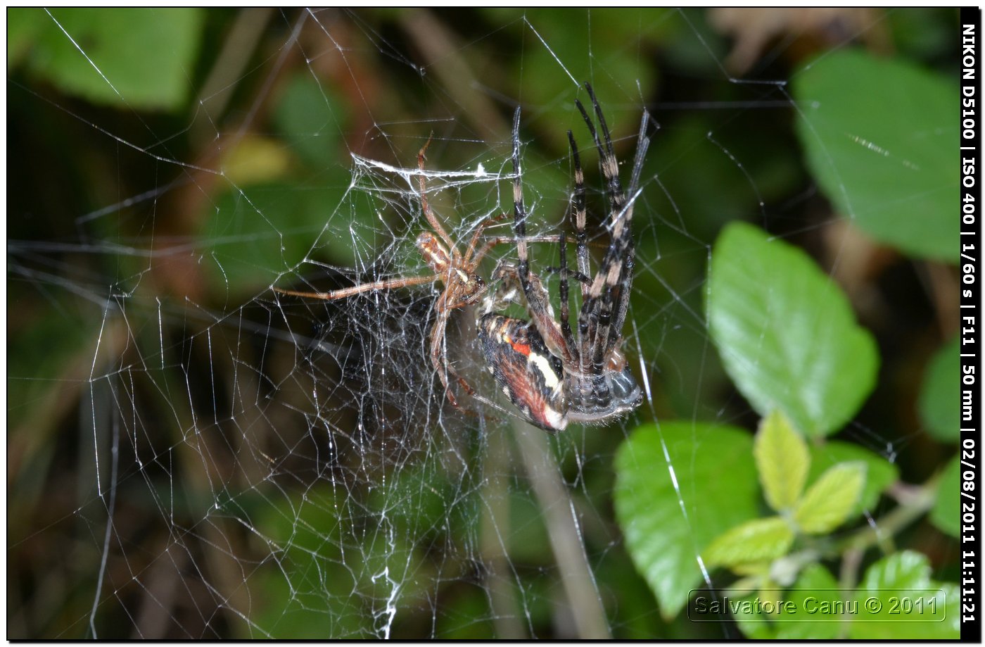 Argiope bruennichi (muta)