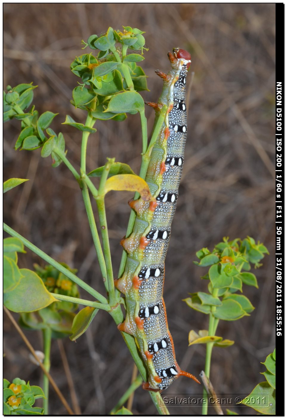 Bruco di Hyles euphorbiae (Sfinge dell''euforbia)?