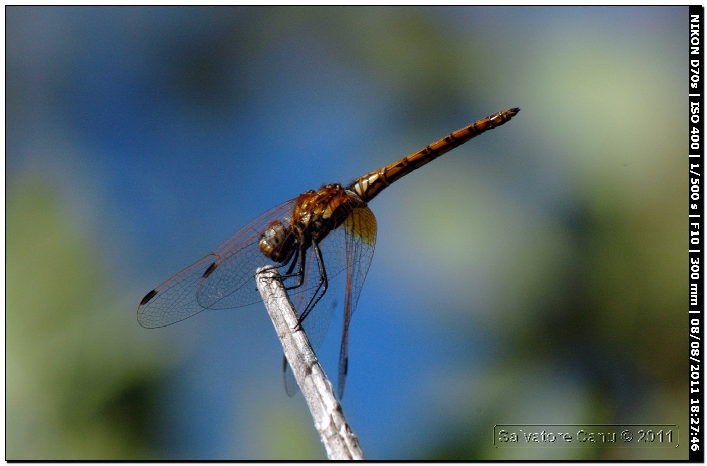 Trithemis annulata ♂♀?