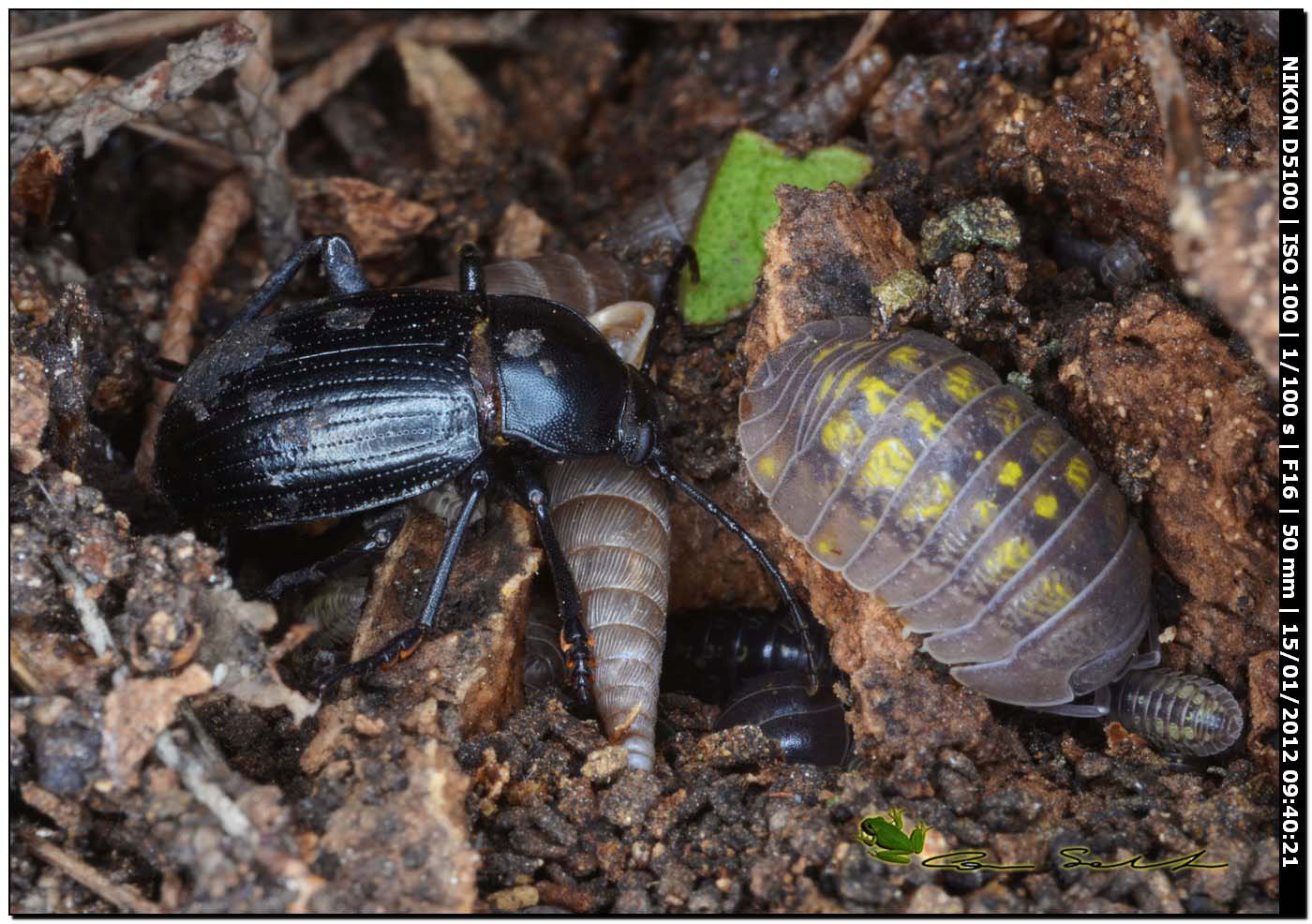 Carabidae, no Tenebrionidae... Probaticus ebeninus ebeninus