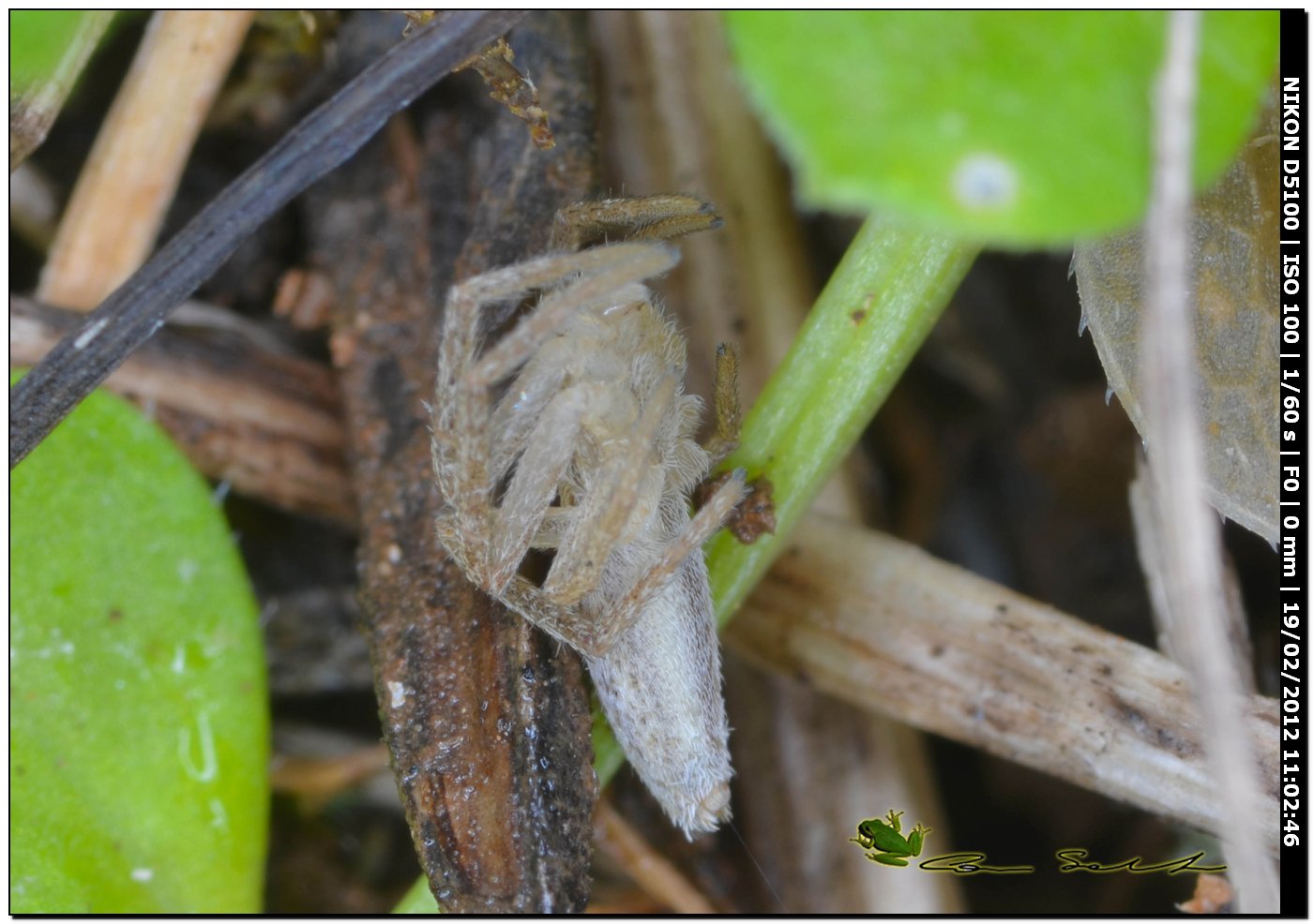 Tibellus cf. oblongus