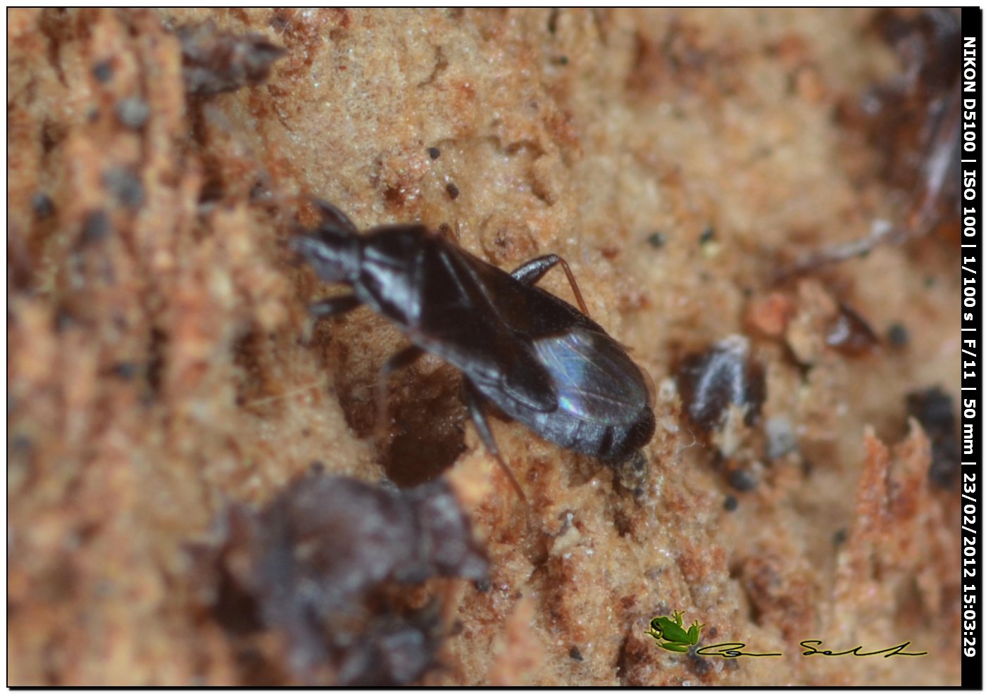 Anthocoridae: Dufuriellus ater da Uri (Sardegna)