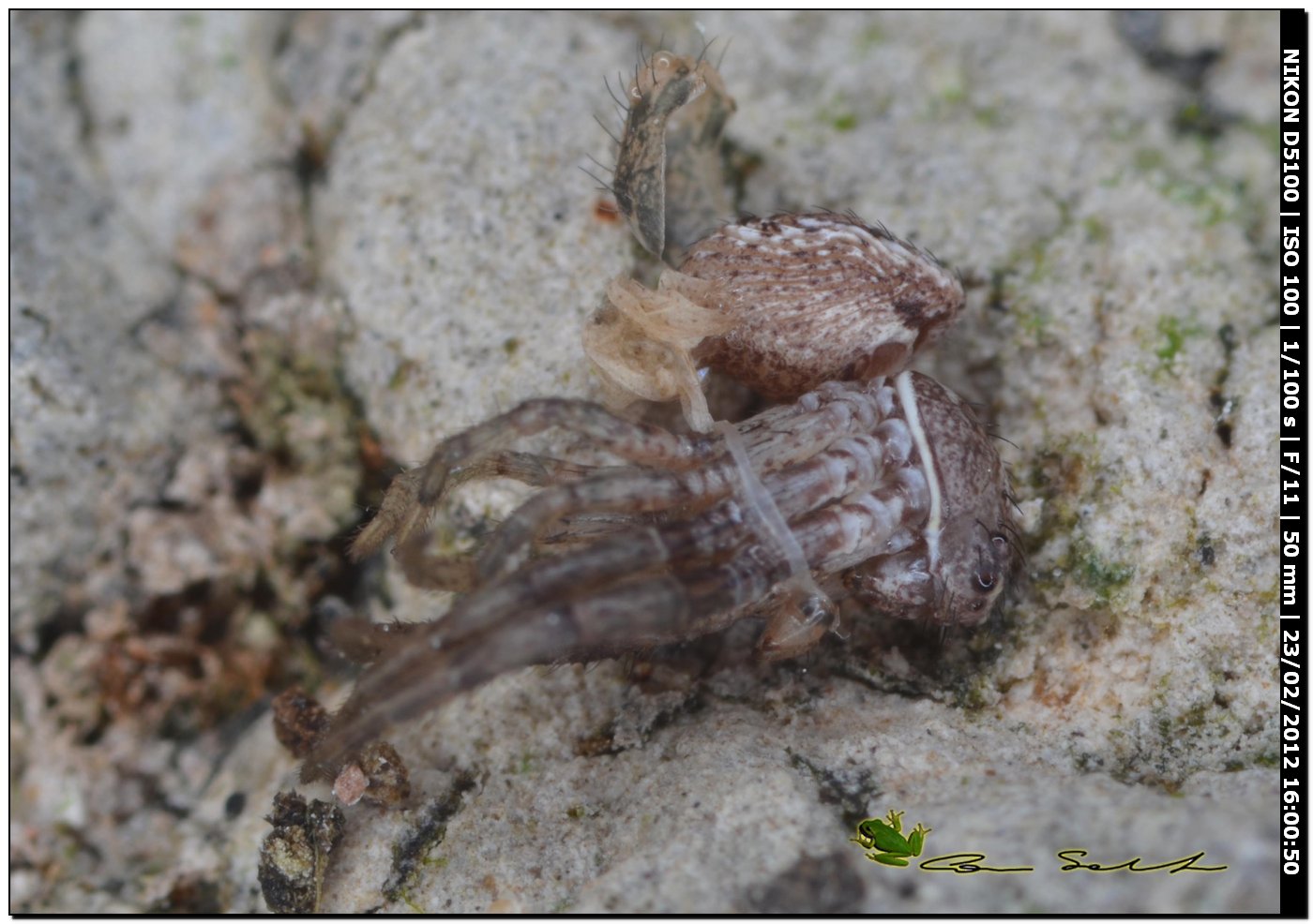 Xysticus sp. documentazione della muta