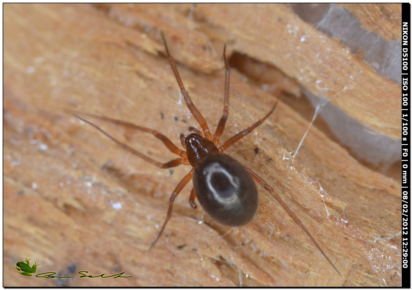 Linyphiidae
