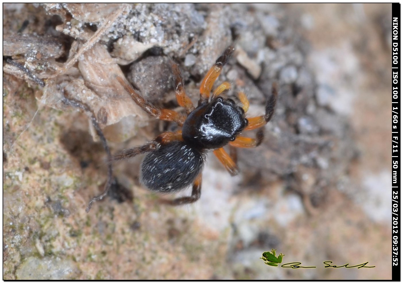 Euophrys cf. sulphurea