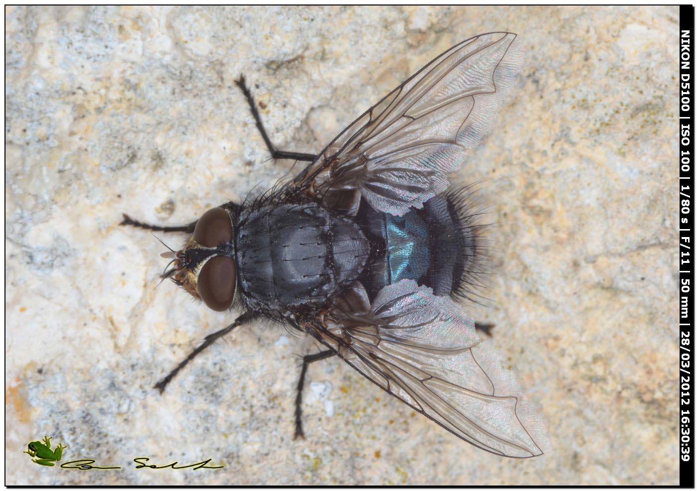 Calliphora vicina da Usini