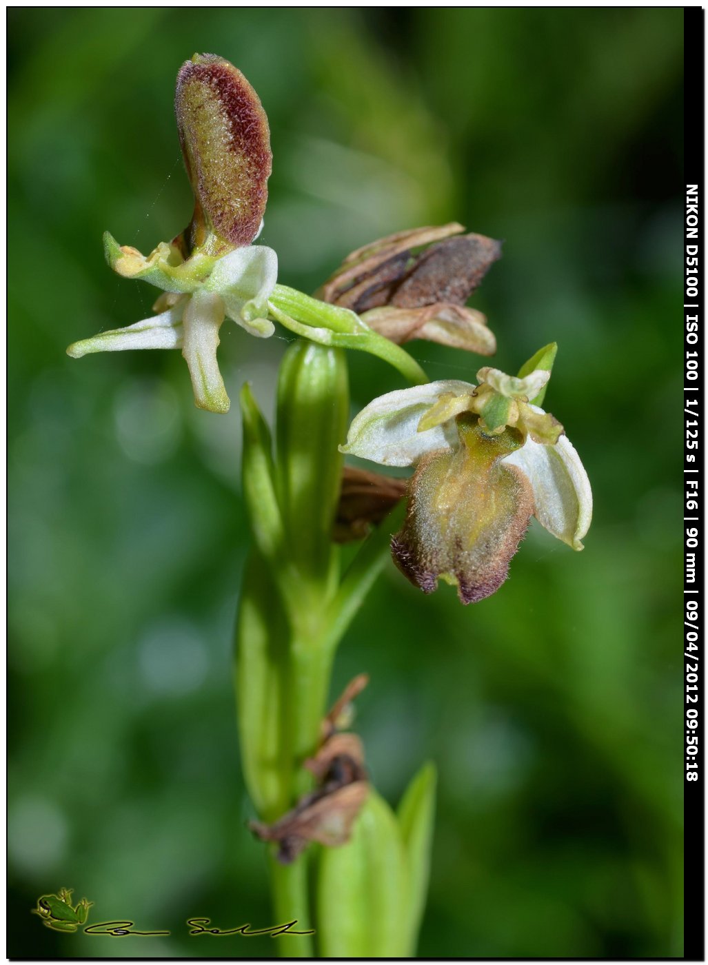 Orchidea da Usini, sfiorita?