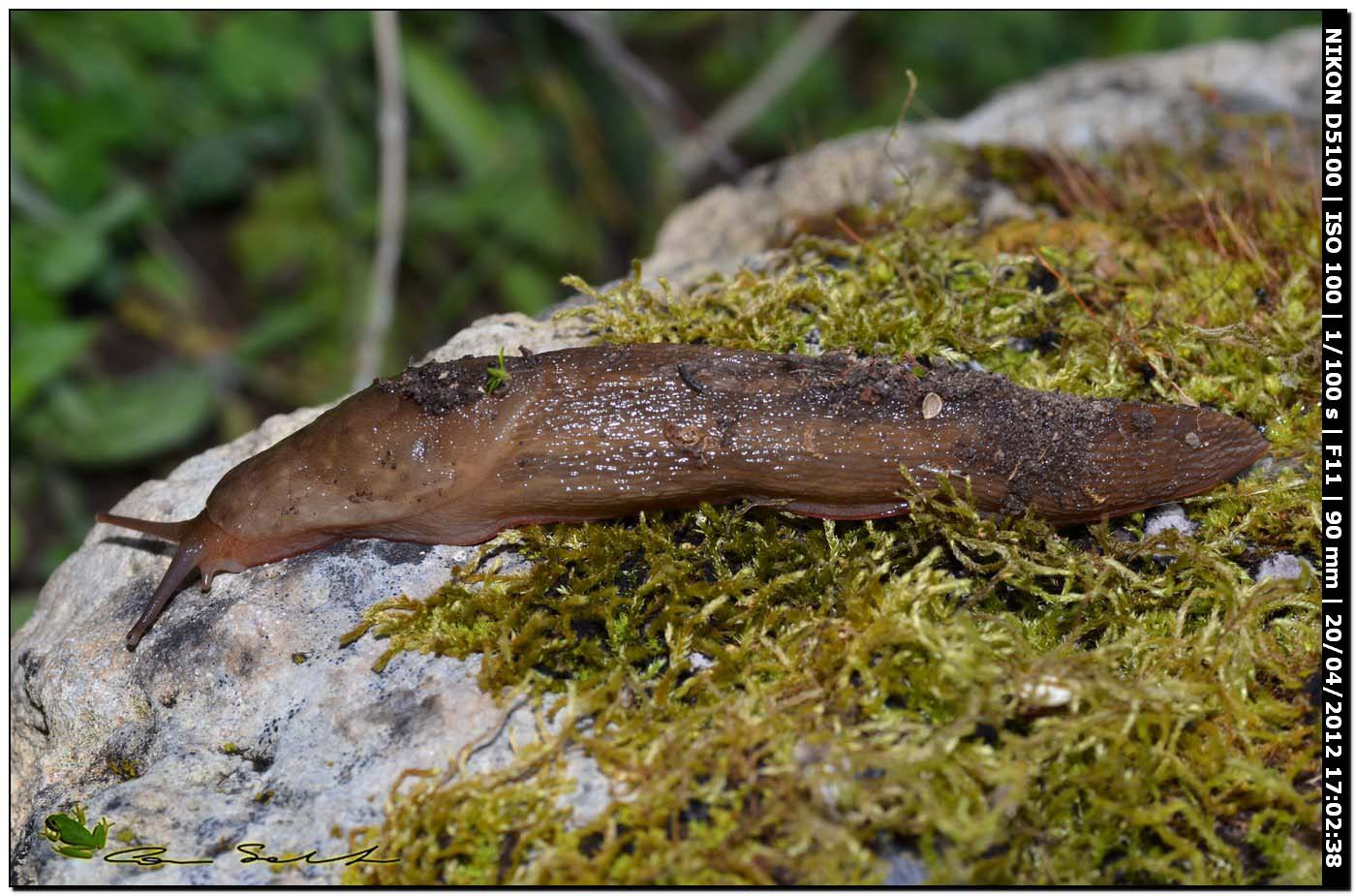 Limax del corsicus-gruppo da Ittiri/Sardegna