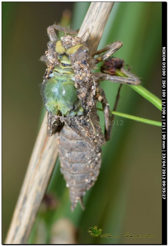 Orthetrum cancellatum, metamorfosi