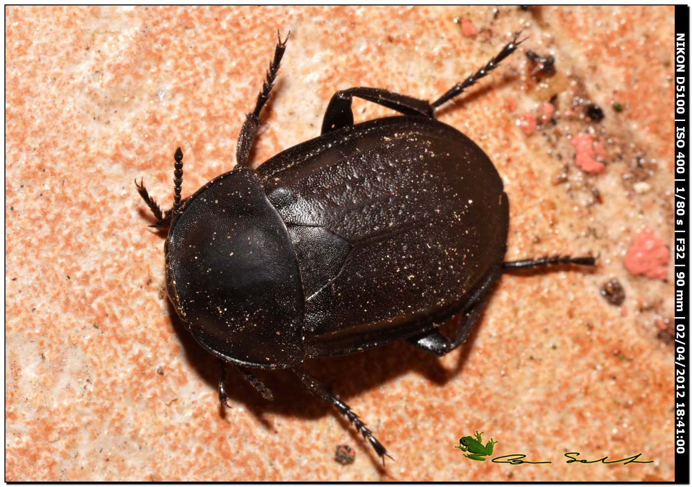 Silphidae da id.