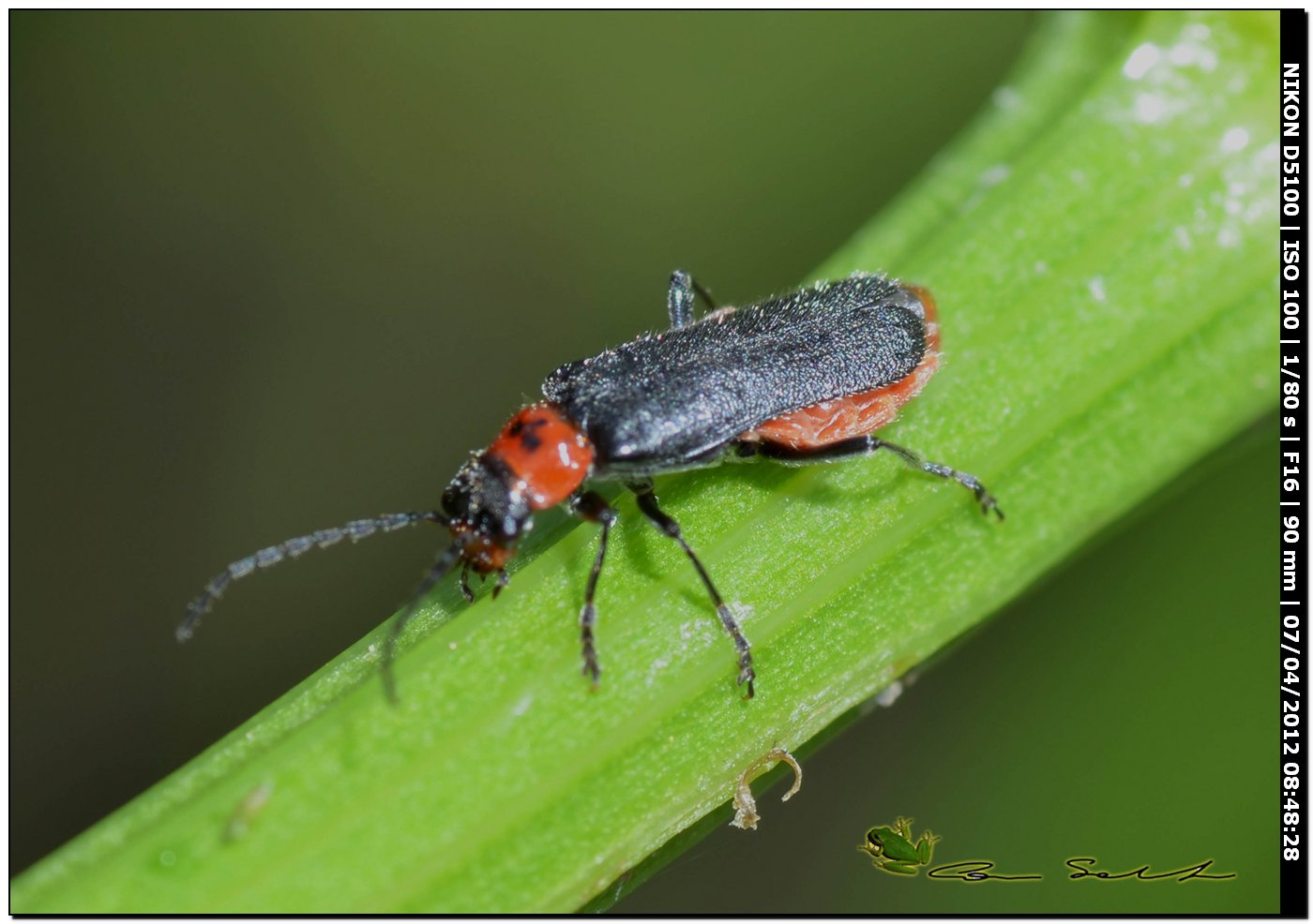 Cantharis sp.