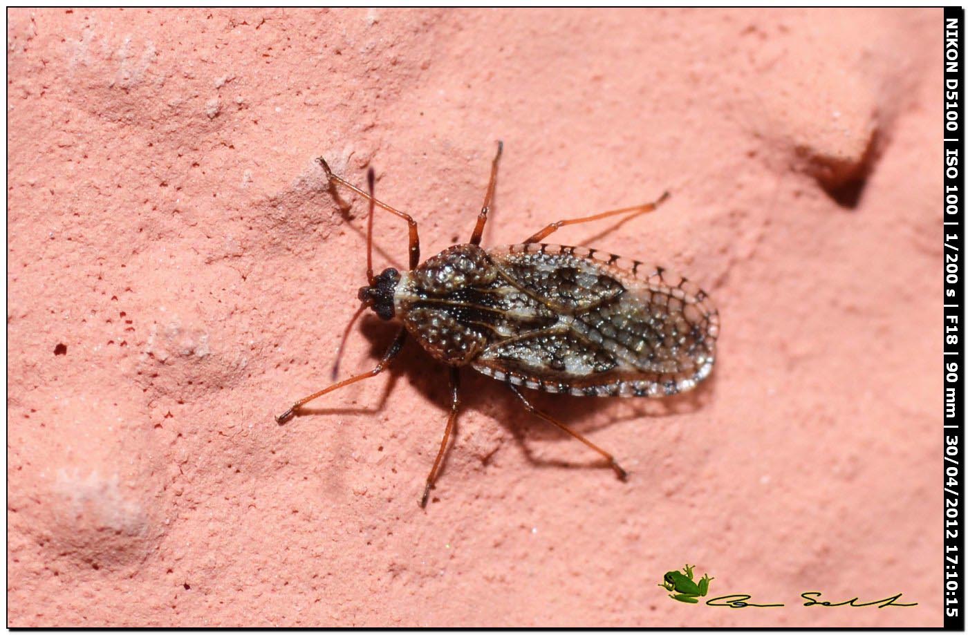 Dictyla echii
