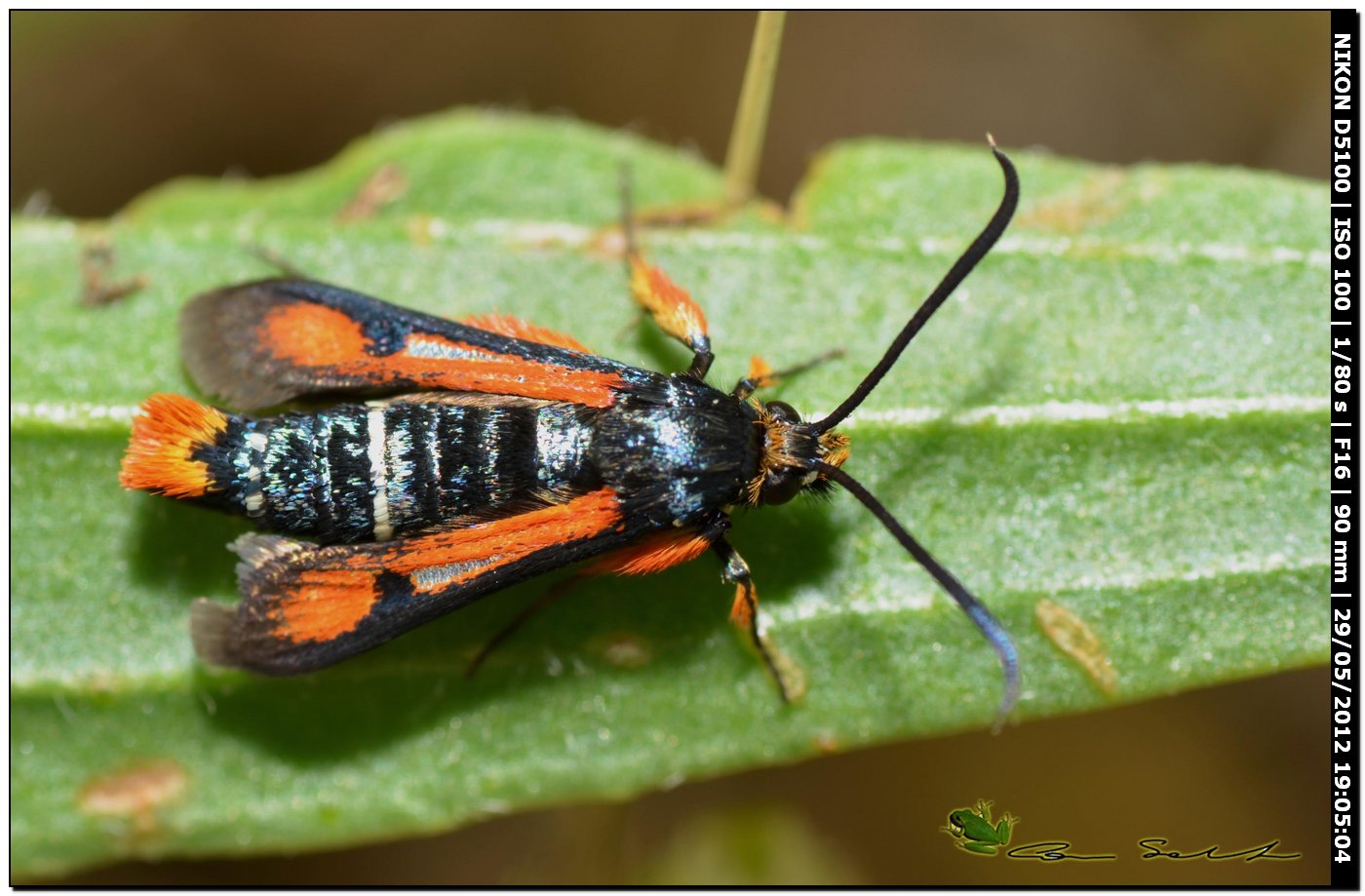 Pyropteron chrysidiforme, Sesiidae