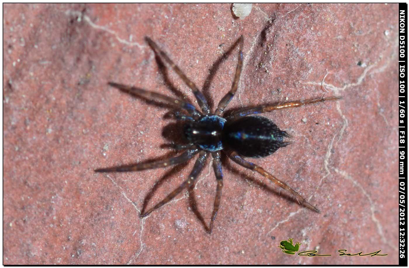 Ragnetto con riflessi azzurri: giovaneTextrix (o Lycosoides)