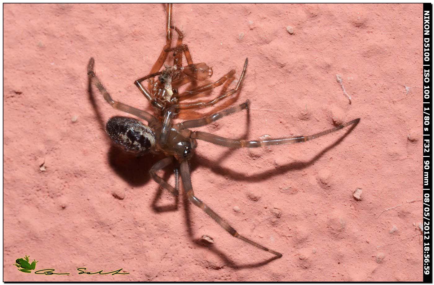 Steatoda nobilis fresca di muta