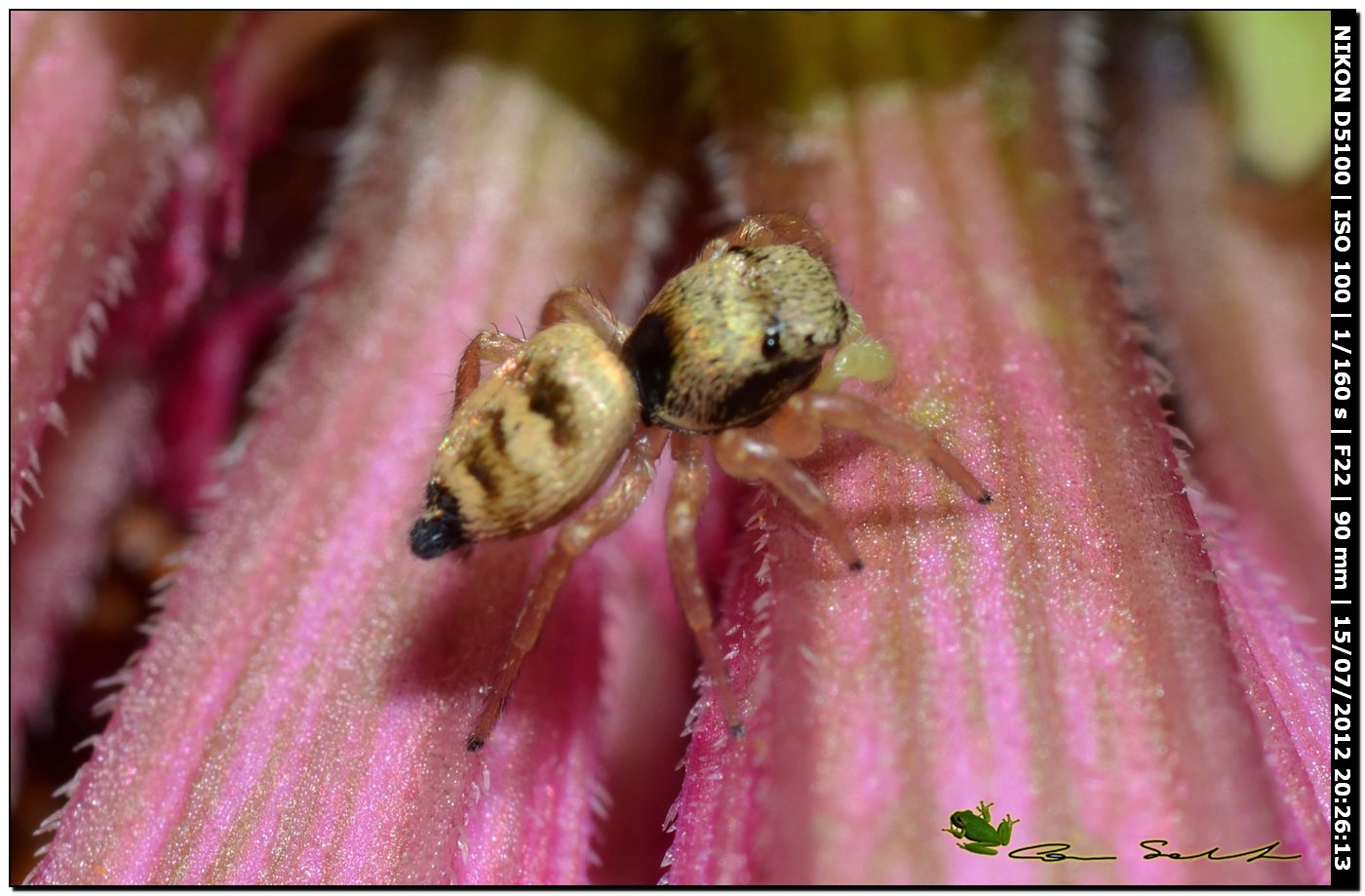 Heliophanus tribulosus
