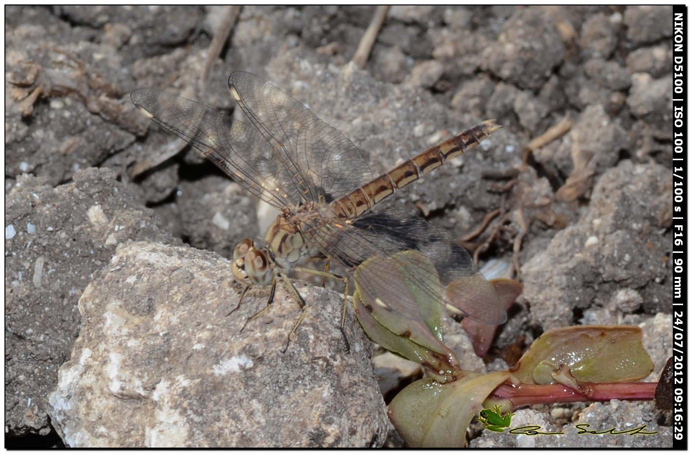 Brachythemis impartita ♀