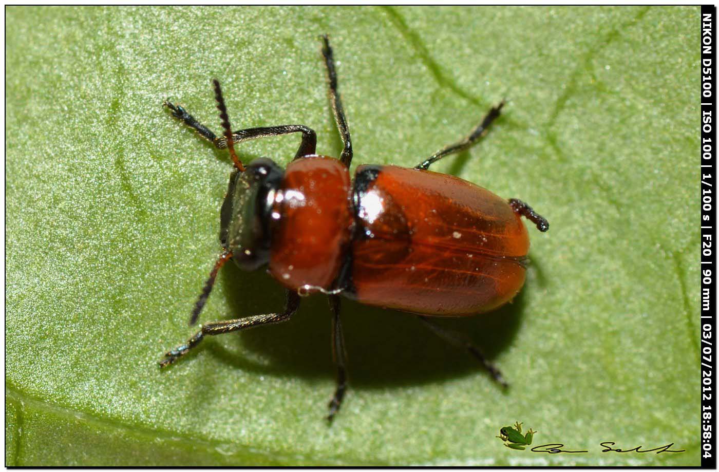 Chrysomelidae? - s�, Coptocephala raffrayi