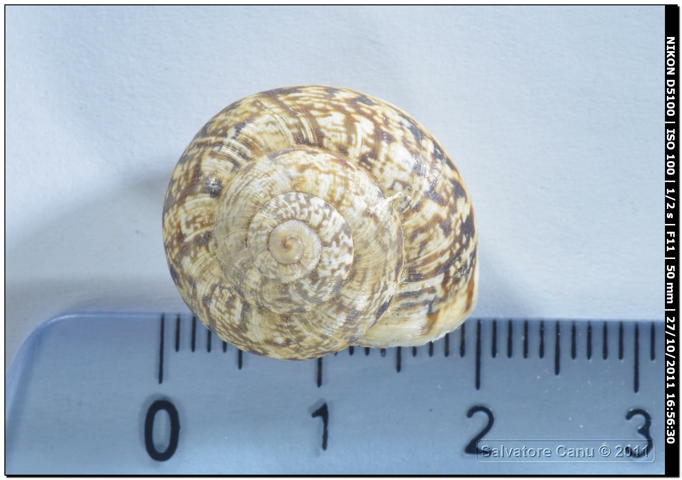 Marmorana serpentina