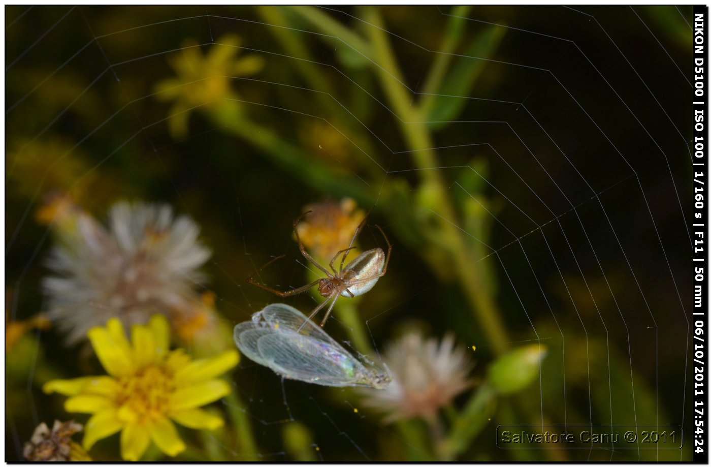 Tetragnatha sp.