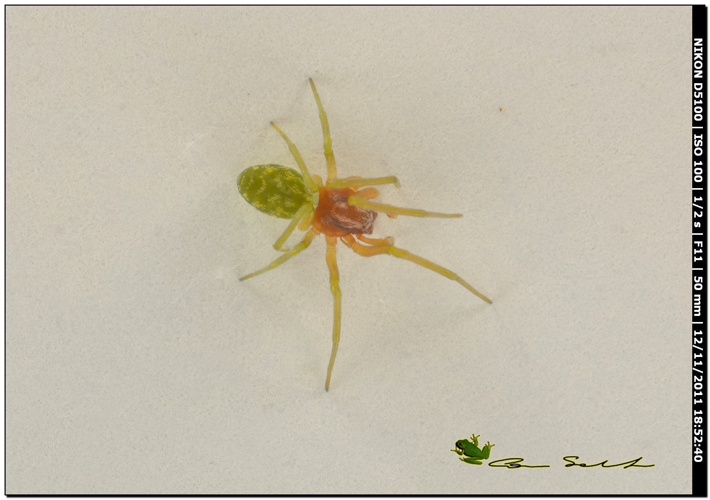 Nigma walckenaeri