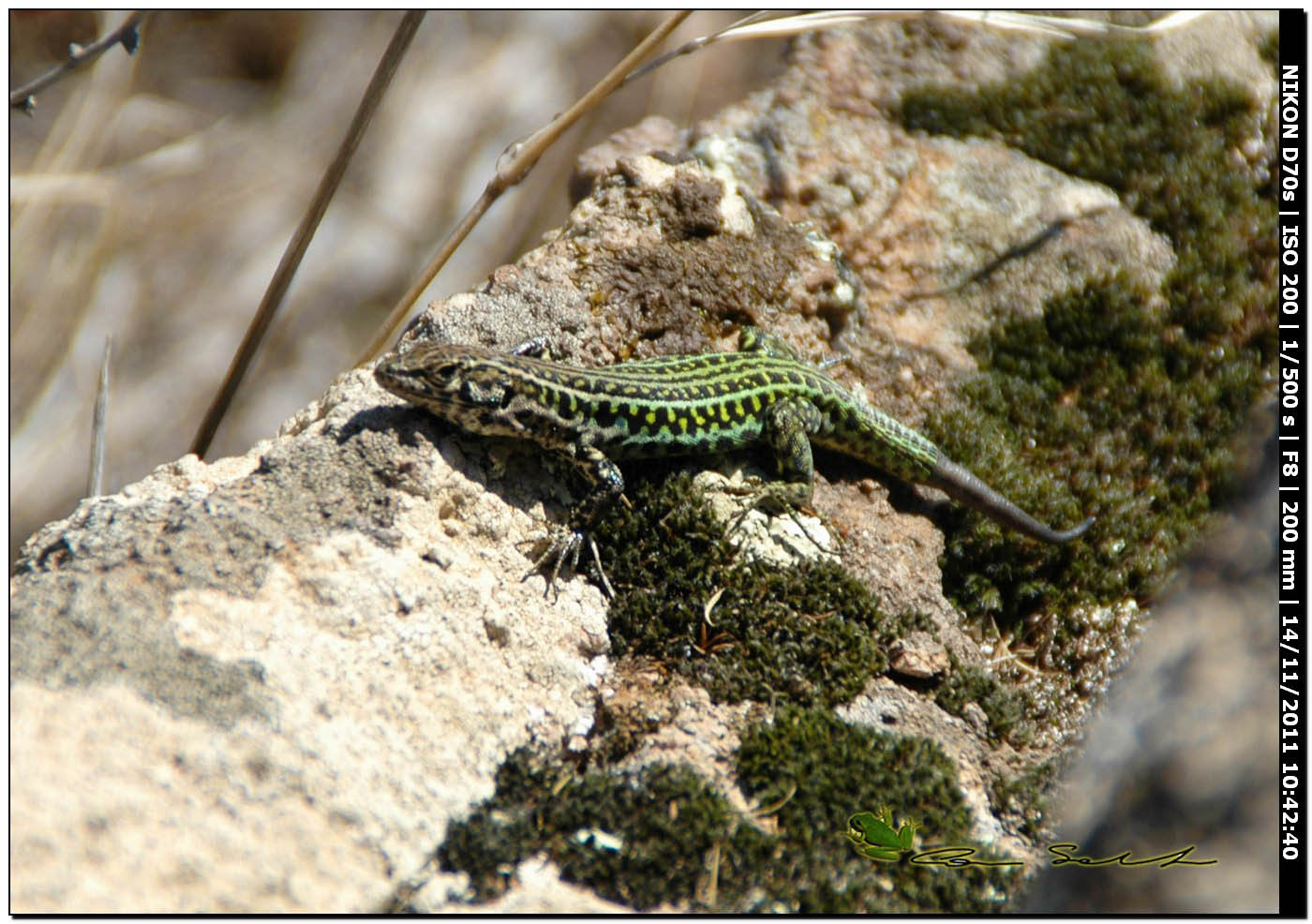Podarcis tiliguerta