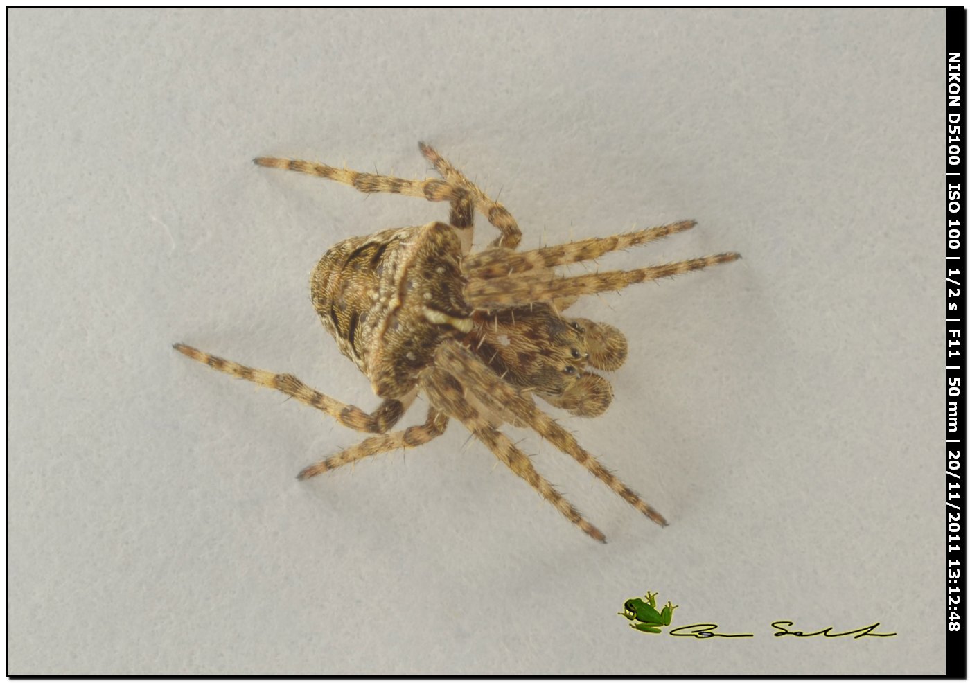 Agalenatea redii? No. probabile Gibbaranea sp. maschio