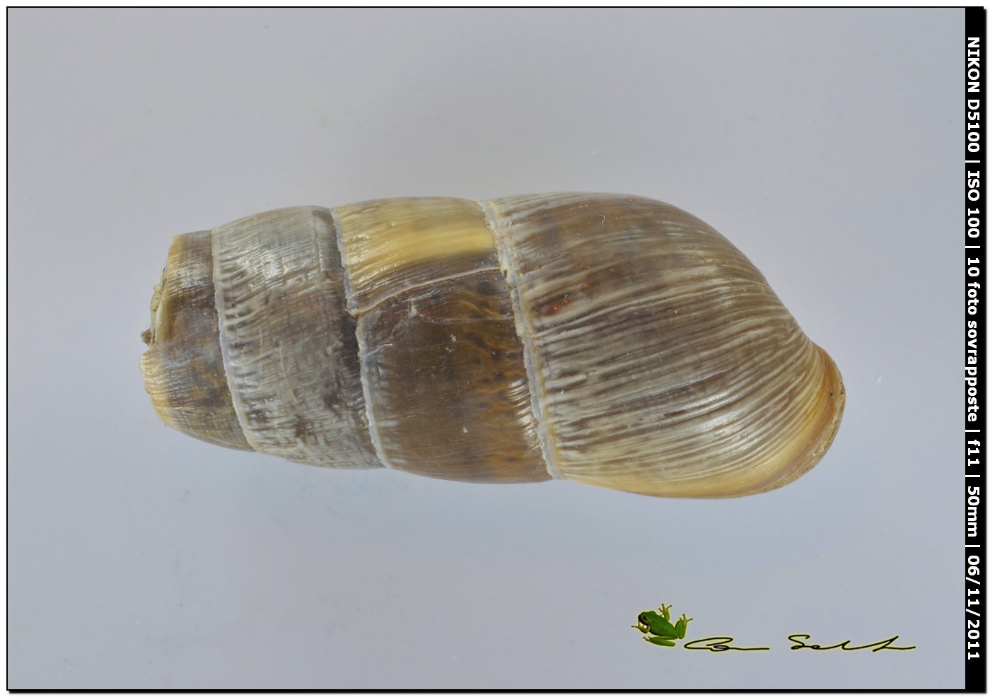 Rumina decollata