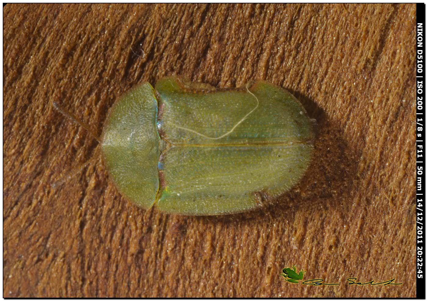 Cassida