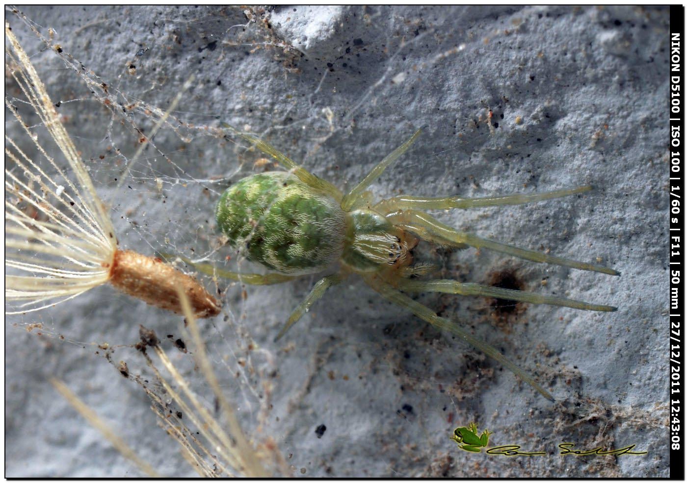 Nigma walckenaeri