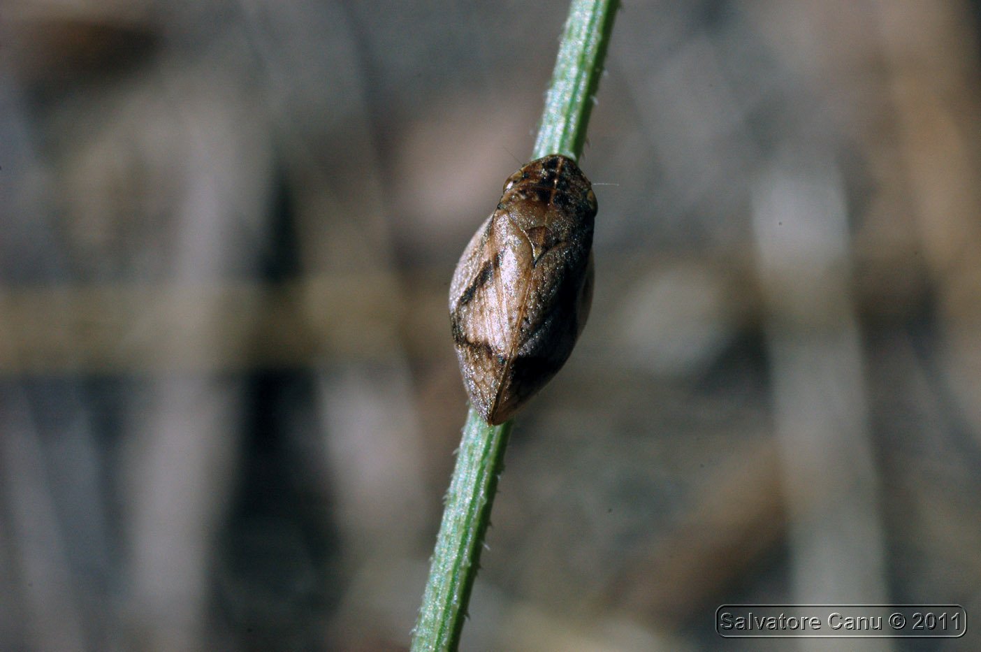 Lepyronia coleoptrata