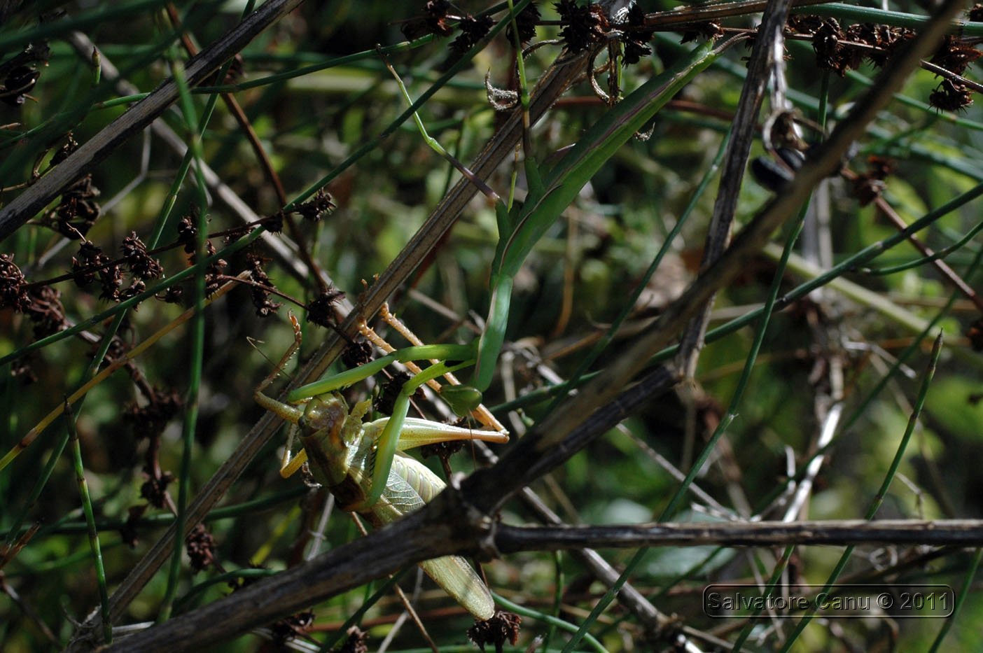 Mantis Religiosa, sequenza  di una predazione su Tettigonia