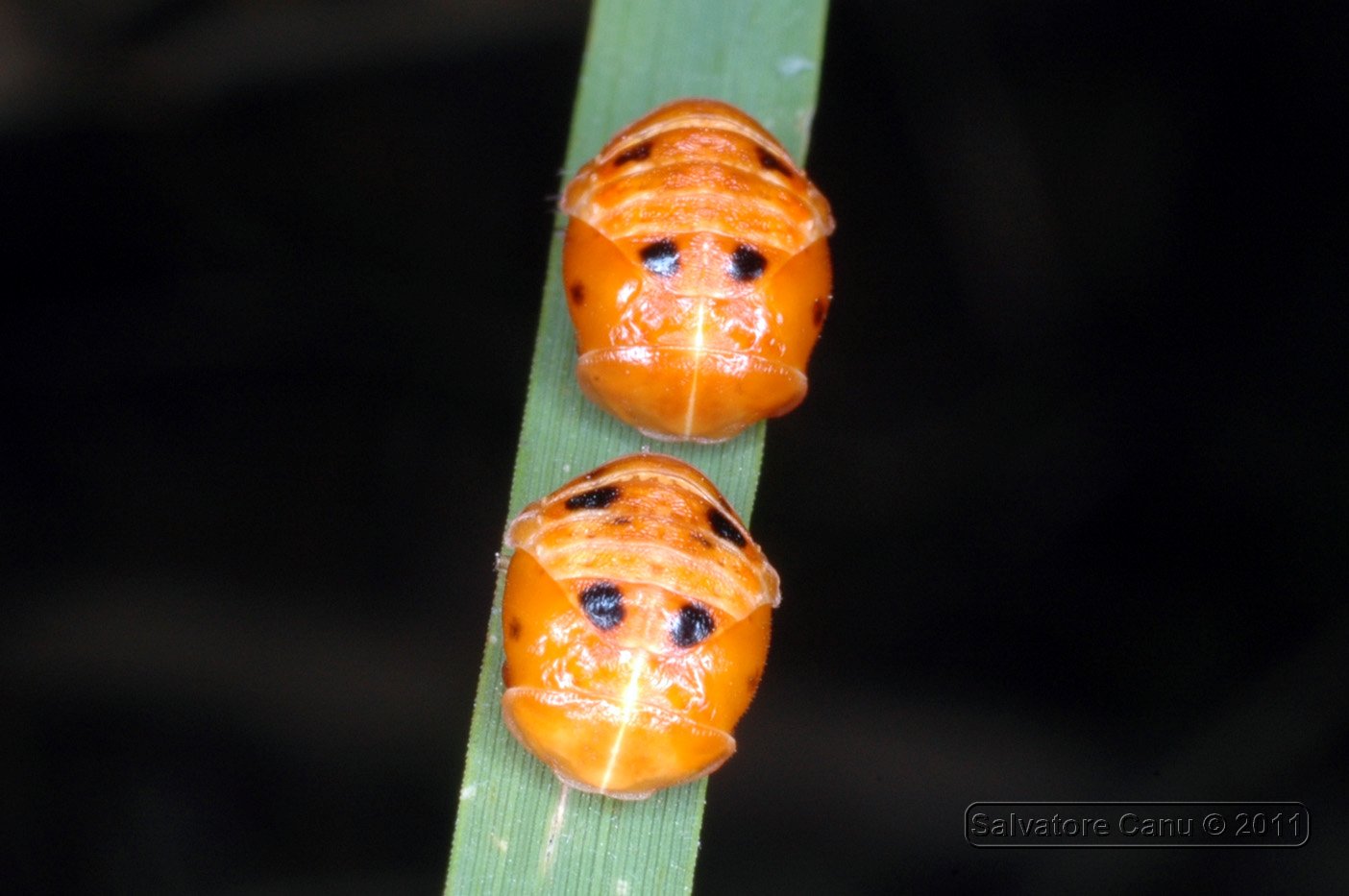 coccinelle o larve?? Pupe di di Harmonia axiridis.