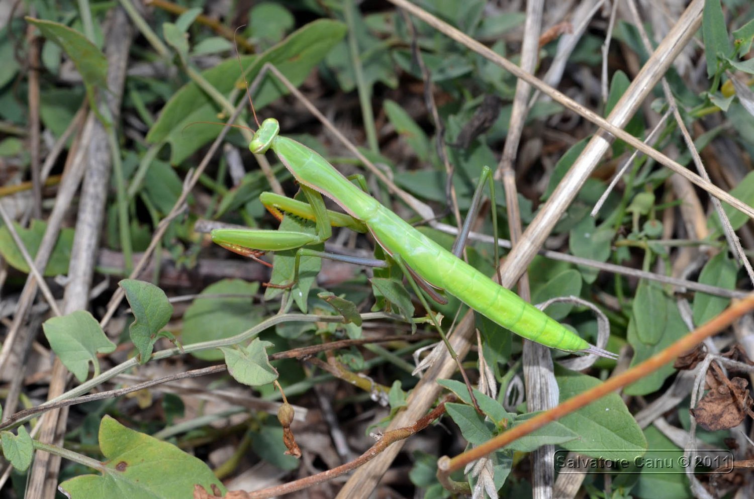 Mantis Religiosa