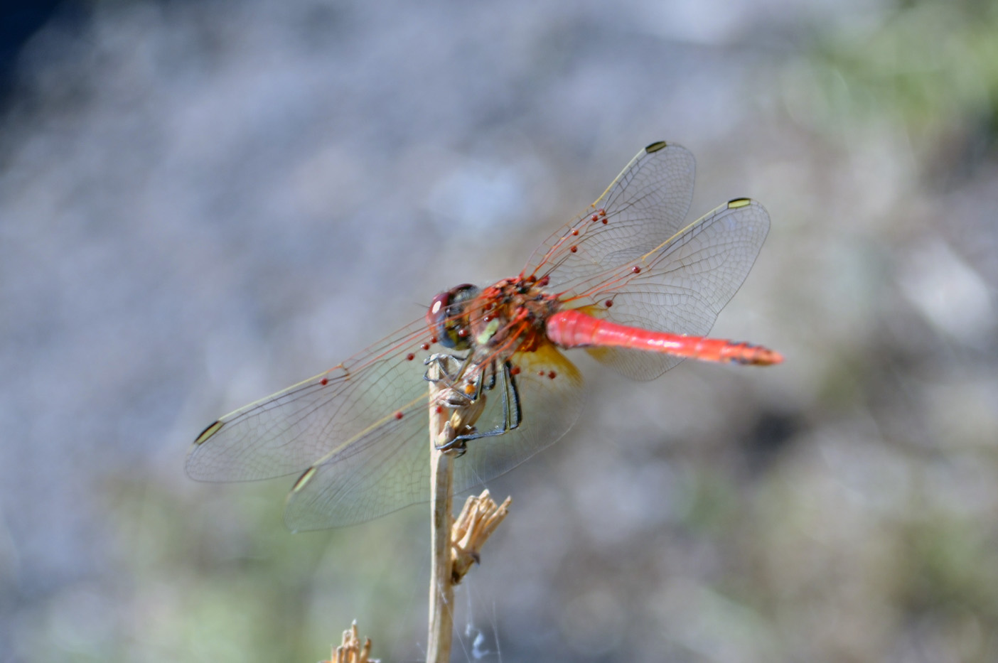 libellula da identificare