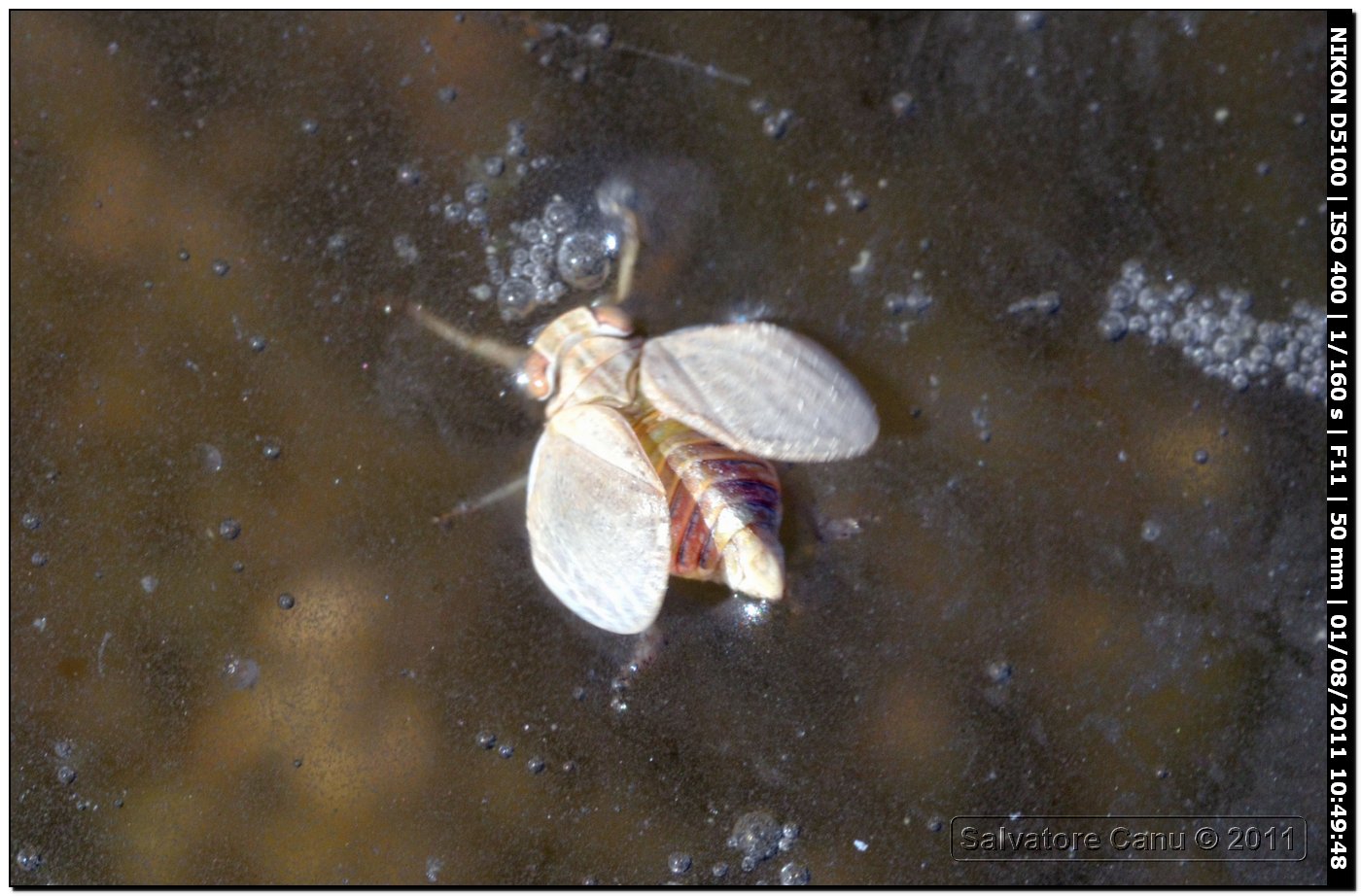 Issidae