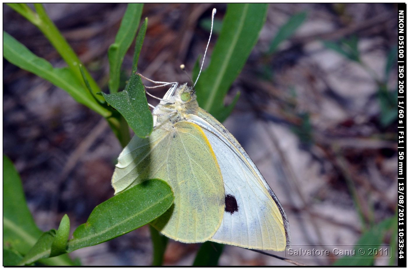 Pieris??