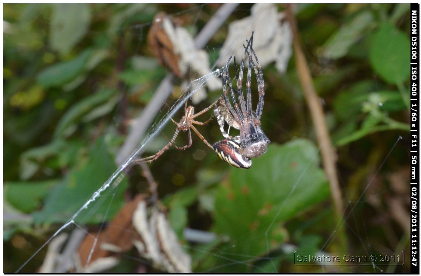 Argiope bruennichi (muta)