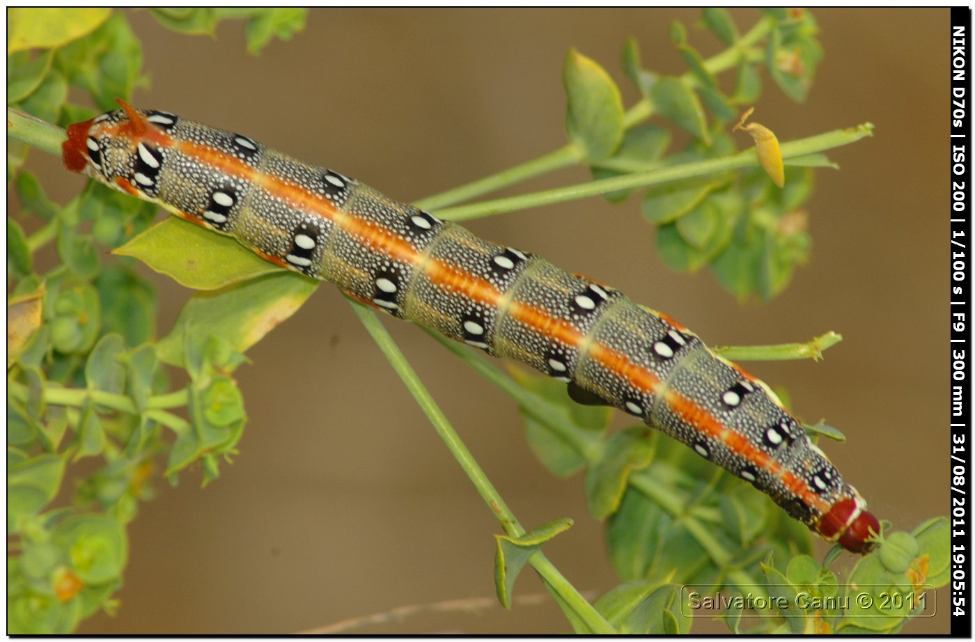 Bruco di Hyles euphorbiae (Sfinge dell''euforbia)?