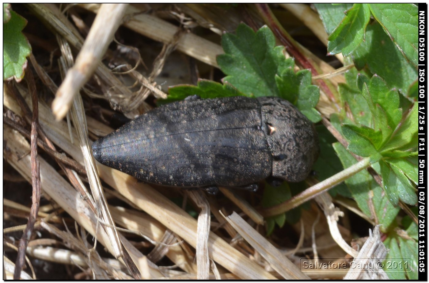 Capnodis tenebricosa