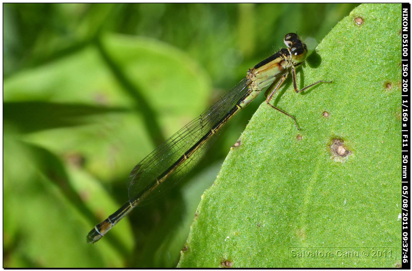 Ischnura??