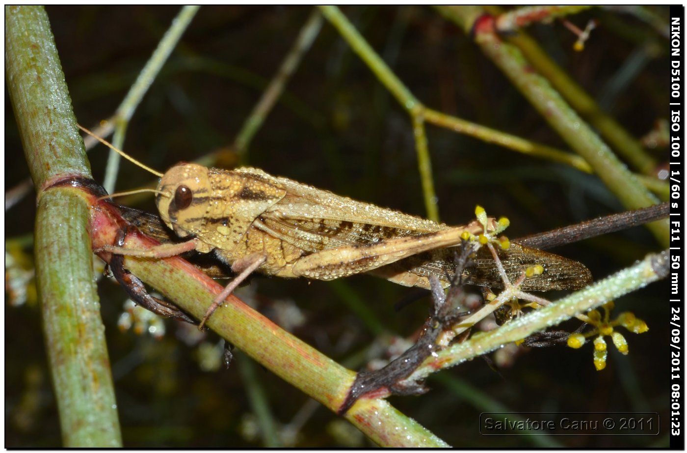 Locusta migratoria