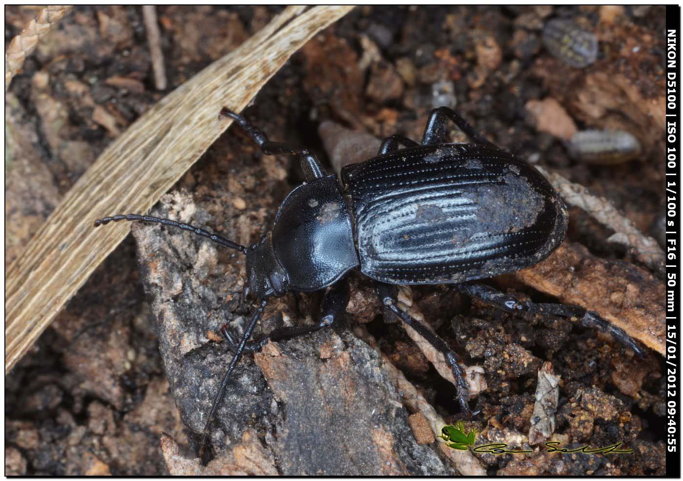 Carabidae, no Tenebrionidae... Probaticus ebeninus ebeninus