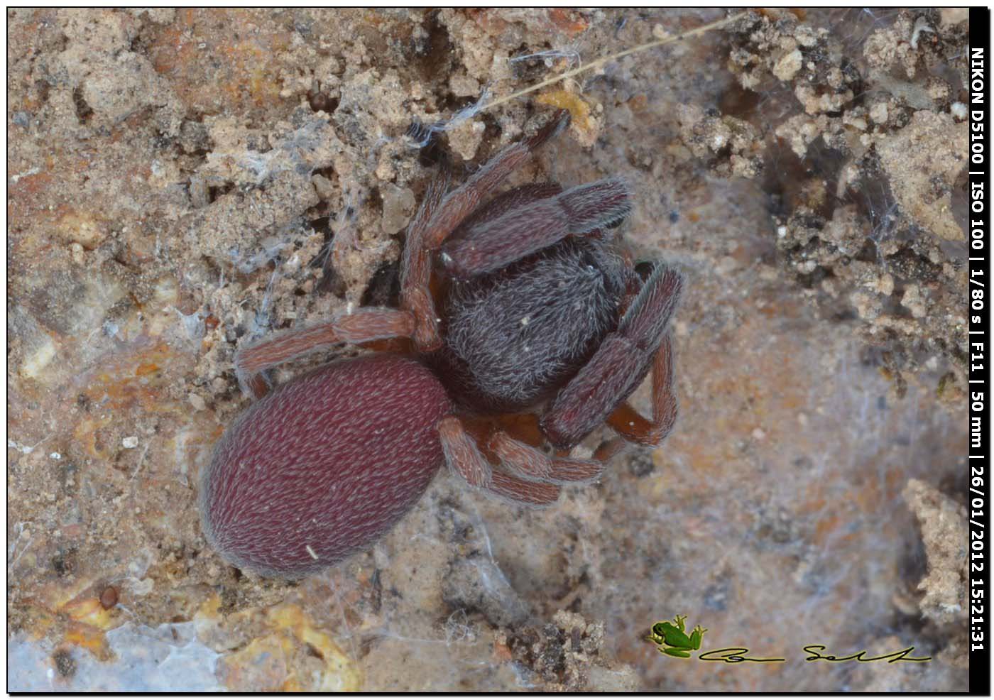 Ragnetto Bordeaux: Palpimanus gibbulus