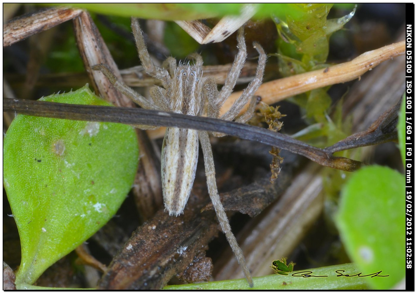 Tibellus cf. oblongus
