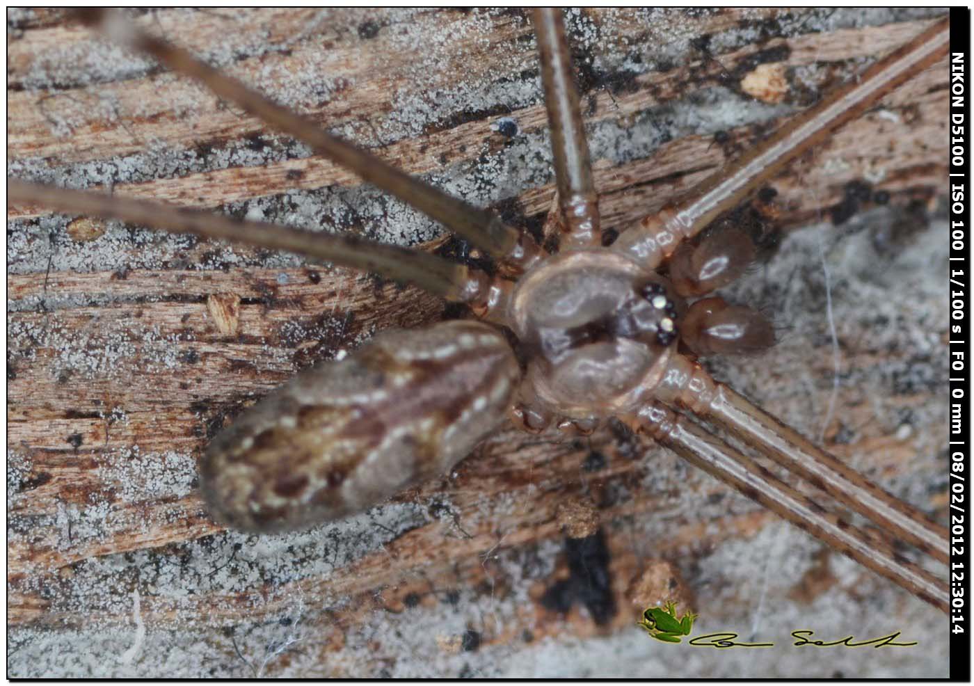 Holochnemus pluchei ♂