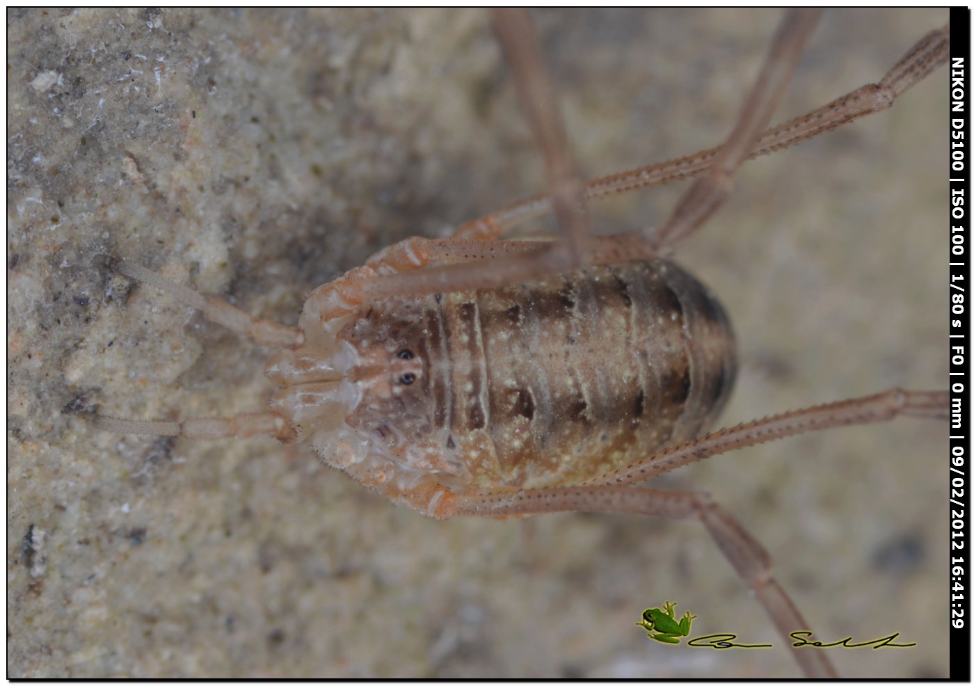 Opilione da Usini - Opilio canestrinii (f)