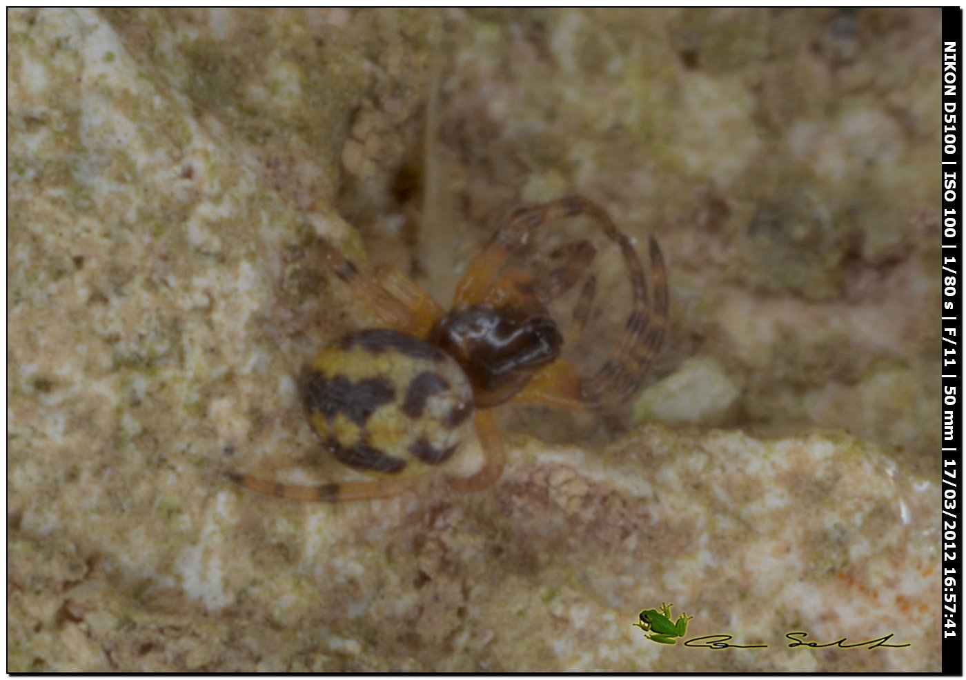 Pochi mm. per  id. da Usini - cf. Neoscona adianta