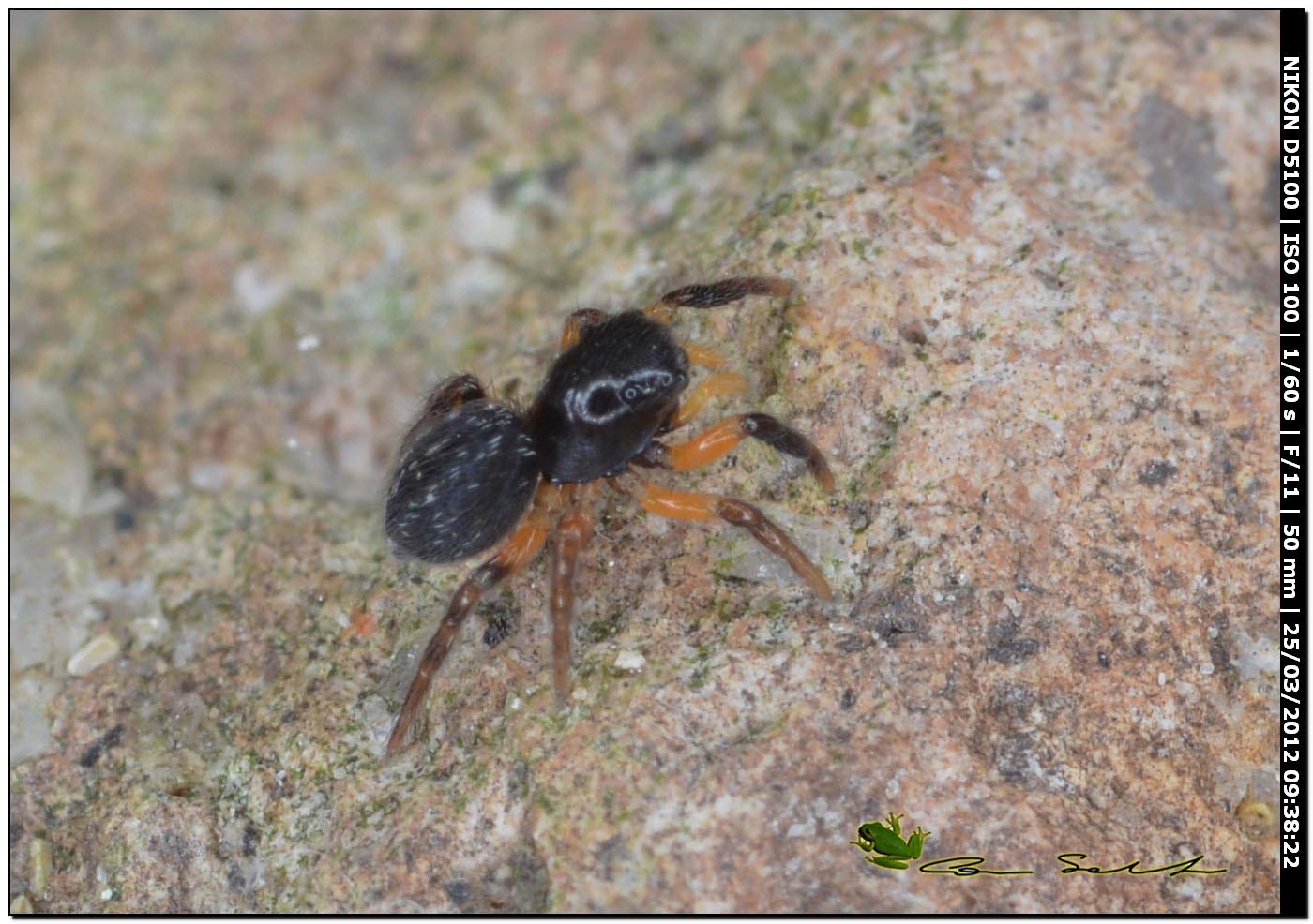 Euophrys cf. sulphurea